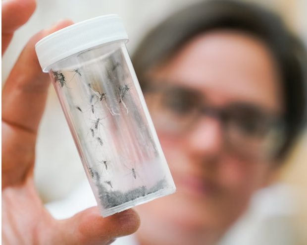 შესაძლოა, ტროპიკული ინფექციების აფეთქება ვიხილოთ, რომელიც კოღოების მეშვეობით ვრცელდება - რა აჩვენა ახალმა კვლევამ 20:03 / 18-02-2026